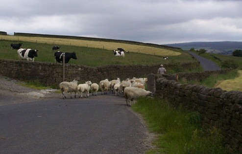 Picture of sheep being herded above Trawden.  (4 July 1998, 1600)
